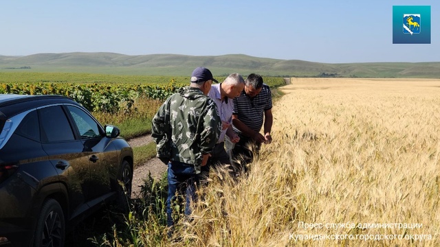 В Кувандыкском городском округе идет уборка зерновых